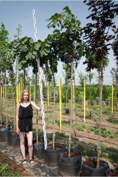 В’яз шорсткий Кампердауні - 60л/вис.190-220см/Ø90-100см/ШТАМБ 160-180см/обхват 10-12см 